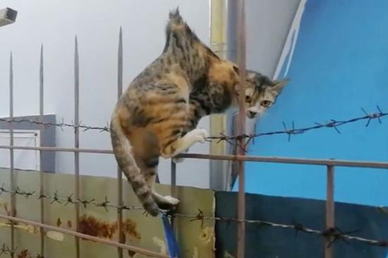 这只流浪猫掉在金属栏杆的尖刺上