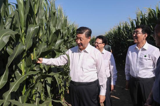 7月22日至24日,中共中心总书记、国度主席、中心军委主席习近平在吉林省观察。这是7月22日下昼,在四平市梨树县国度百万亩绿色食物质料(玉米)尺度化出产基地焦点树模区地块,习近平走进玉米地,察看玉米长势。