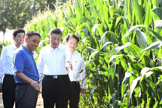 7月22日至24日,中共中心总书记、国度主席、中心军委主席习近平在吉林省观察。这是7月22日下昼,在四平市梨树县国度百万亩绿色食物质料(玉米)尺度化出产基地焦点树模区地块,习近平走进玉米地,领会农业科技研发行使、黑地皮珍爱情形。