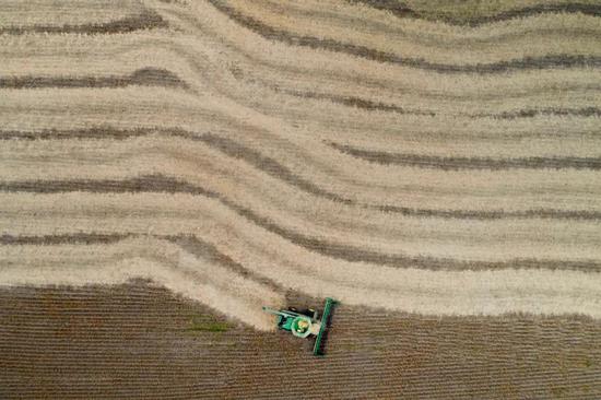 美国伊利诺伊州的大豆农田。图/视觉中国