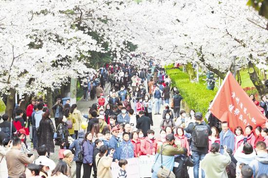 3月13日,武汉大学“抗疫医护赏樱专场”首日,万余名抗疫医护人员及部分家属走进武大校园,共赴樱花之约。(湖北日报全媒记者 李溪 摄)