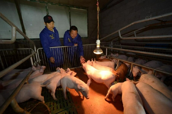 2021年11月3日，在贵州省黔南布依族苗族自治州罗甸县边阳镇油海村养殖场，马廷科（右）在查看生猪幼崽的生长情况。新华社记者 杨楹 摄