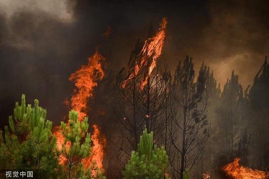 8月11日，法国Saint-Magne，燃烧的松树。