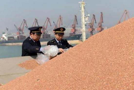 ▲中国检查员在山东日照港检查从美国进口的农作物。