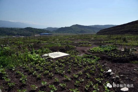 4月16日，因西沱工业园区大片土地长期闲置，附近居民在上面开辟的菜地。记者黄豁 摄