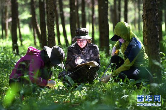 工作人员在河北塞罕坝机械林场采集数据（2017年7月12日摄）。新华社记者王晓摄