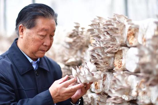 11月2日,林占熺在查看利用菌草栽培的菌菇。记者魏培全 摄