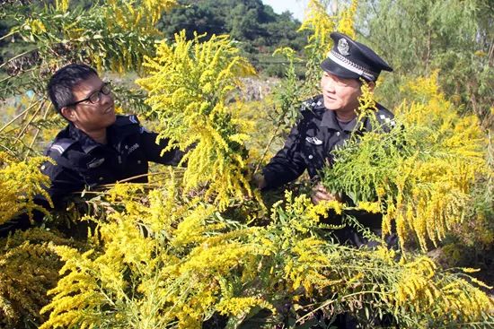 10月18日,浙江省台州市路桥区螺洋派出所社区民警在下村途中发现一块空地上长满加拿大一枝黄花,对其进行铲除。