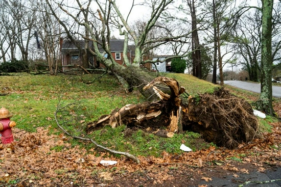 当地时间12月11日，美国田纳西州，一棵树被连根拔起。/IC photo