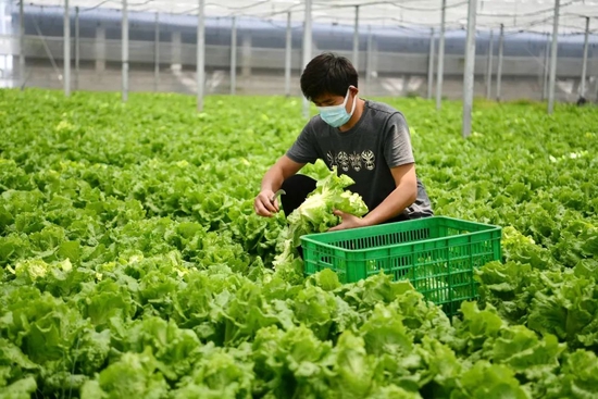5月3日，上海青浦蔬菜基地，工作人员在田间加紧采收蔬菜（图|人民视觉）