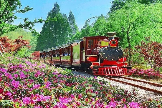 小火车穿梭在家庭农场之间，把鲁家村串成了一个大景区。