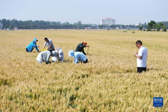 在河南省邓州市腰店镇夏楼村，农技人员在麦田内进行小麦测产（2022年5月24日摄）。新华社记者 张浩然 摄