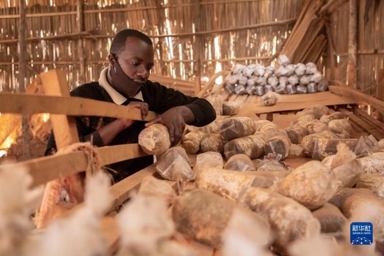 在卢旺达首都基加利的一家食用菌培育作坊，作坊主人埃马纽埃尔·阿希马纳检查菌袋（2020年9月9日摄）。中国福建农林大学的菌草专家2006年来到卢旺达开始菌草技术合作项目，在当地示范和推广菌草技术。新华社发（西里尔·恩德格亚摄）