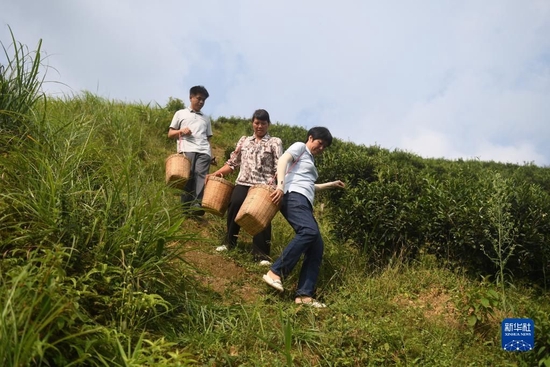 在广西苍梧县六堡镇山坪村，祝雪兰（前）和村民采茶后走下茶山（2022年9月22日摄）。新华社记者 陆波岸 摄