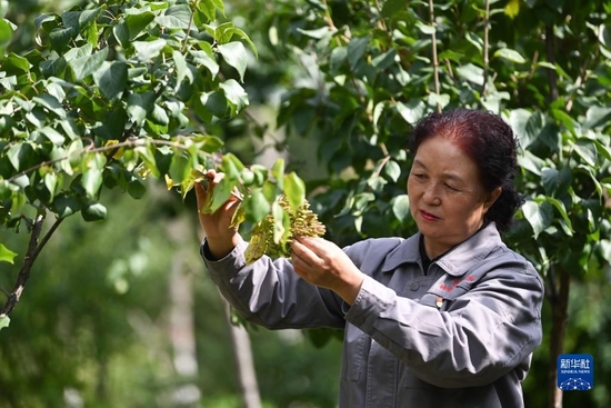  在青海省西宁市林业科学研究所的培育基地内，张锦梅在查看丁香生长情况（9月14日摄）。新华社记者 张龙 摄