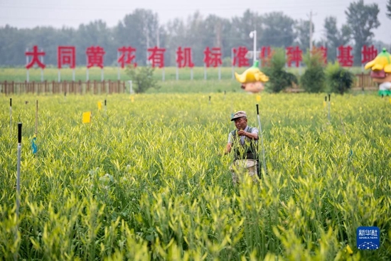 村民在位于云州区唐家堡村的大同黄花有机标准化种植基地内采摘黄花(2022年7月27日摄)。新华社记者 杨晨光 摄