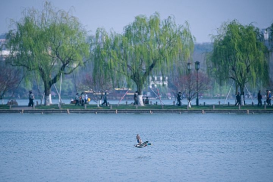  2023年3月15日，野鸭在杭州西湖白堤附近的湖面上飞翔。新华社记者江汉 摄