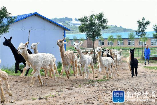 7月14日，山西阳曲县杨兴乡坪里村村民刘学荣把羊驼放出圈舍。