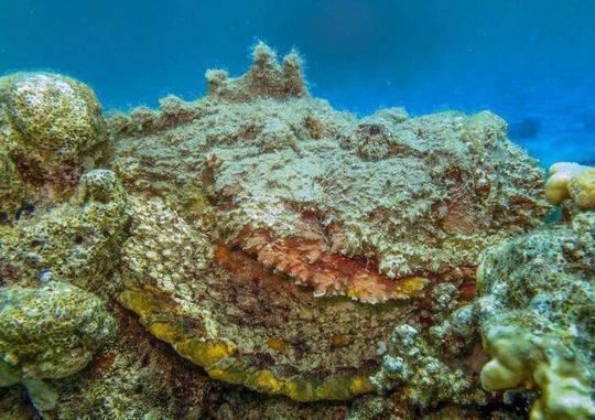 澳洲海滩现50厘米长怪鱼 看起像石头剧毒无比(图)