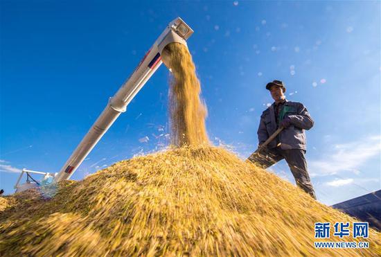 在吉林省吉林市一拉溪镇，农民在运粮车上整理收割机收获的水稻（2018年9月17日摄）。 新华社记者 许畅 摄