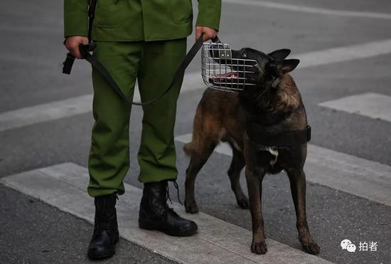 越南安全人员的警犬都带着口笼。