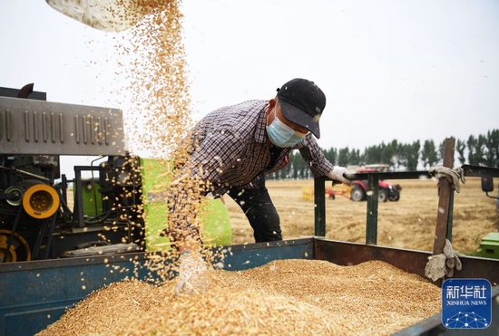 5月22日，河南省南阳市唐河县湖阳镇周安村村民在收获小麦。新华社记者 张浩然 摄