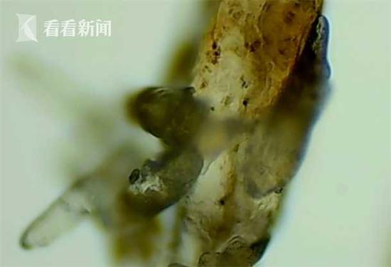 宝马740后排娱乐遥控器-深圳男子遛狗不牵绳还“有理”:狗狗要减肥