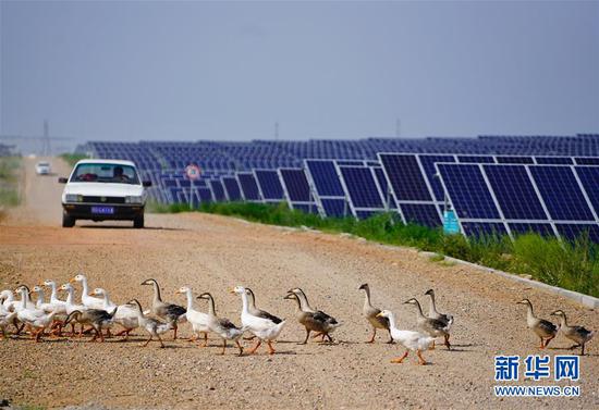 这是内蒙古鄂尔多斯市杭锦旗库布其沙漠生态太阳能光伏光热治沙发电综合示范地(8月1日摄)。“板上发电、板下种草、板间养殖”,目前该太阳能发电项目治沙面积达到了13.3平方公里,每年发电5亿千瓦时,实现销售收入4.5亿元。其社会效益、生态效益、民生效益、经济效益十分显著。新华社记者 邢广利 摄