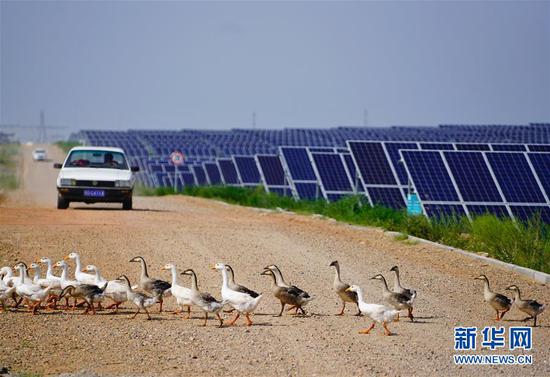 这是内蒙古鄂尔多斯市杭锦旗库布其沙漠生态太阳能光伏光热治沙发电综合示范地（8月1日摄）。“板上发电、板下种草、板间养殖”，目前该太阳能发电项目治沙面积达到了13.3平方公里，每年发电5亿千瓦时，实现销售收入4.5亿元。其社会效益、生态效益、民生效益、经济效益十分显著。新华社记者 邢广利 摄