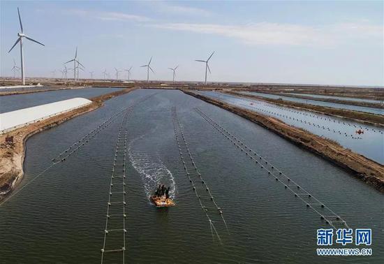 近年来,河北省乐亭县通过改善海洋生态环境、建设海洋牧场、引导渔民采用新技术等措施,发展海水生态养殖,取得良好的经济效益。新华社记者 杨世尧 摄