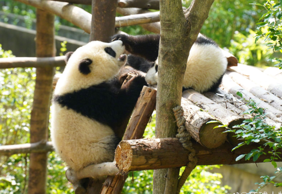 ·基地的兩隻大熊貓寶寶在嬉鬧。