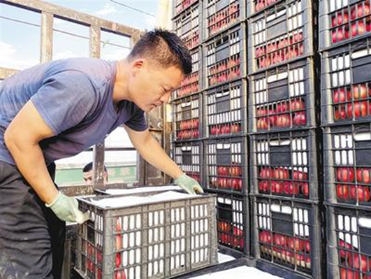 河北邯郸市永年区喆兴蔬菜合作社组织村民装运西红柿。河北日报通讯员 赵明摄