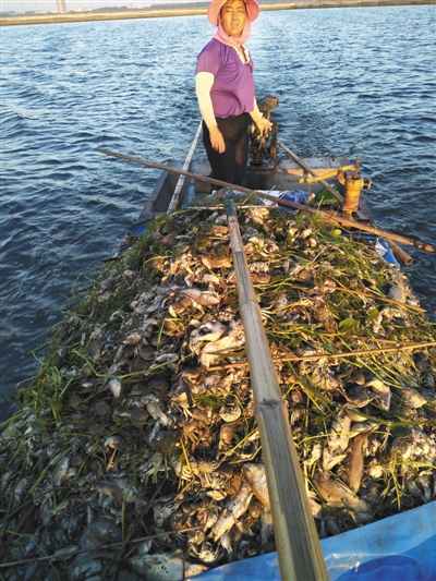 8月27日，渔民在湖里打捞死鱼蟹。湖水呈黑色。