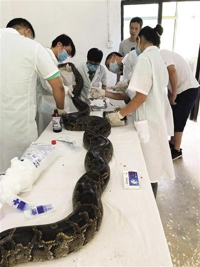 工地挖伤70多斤黑尾蟒 兽医做一个多小时手术救治