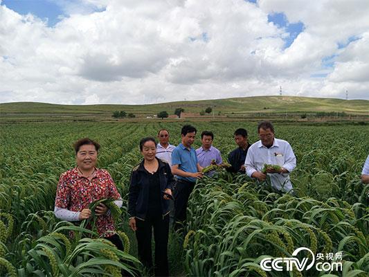 丁海燕带领老百姓种植的脱贫产业地模穴播谷子长势喜人，预计每亩能为村民增收2000多元。