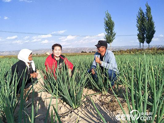 “鸡大腿红葱”已经成为贺家塬特色产业。