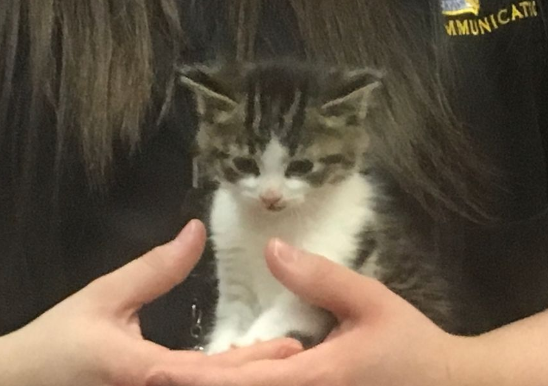 ����������ѡ���Լ��ľ�è��ͼƬ��Դ��Mlive��