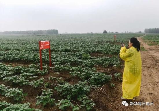  冯聪在绿豆种植基地进行手机直播。新华社记者许畅摄