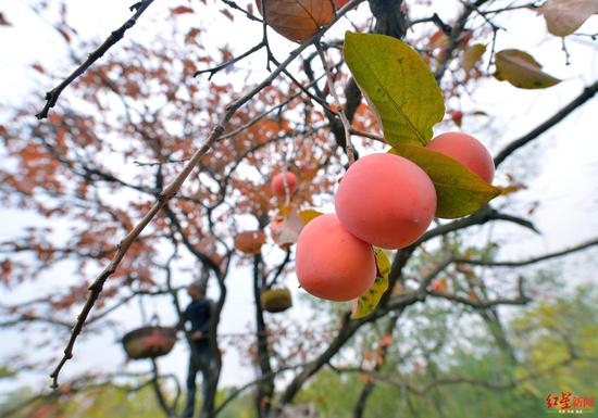 「苹果bbin客户端」三室两厅装修价钱是多少?三大提议,阿姨说这样节省你的家装开支
