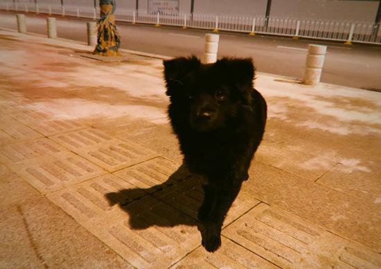 武汉市区内的流浪狗