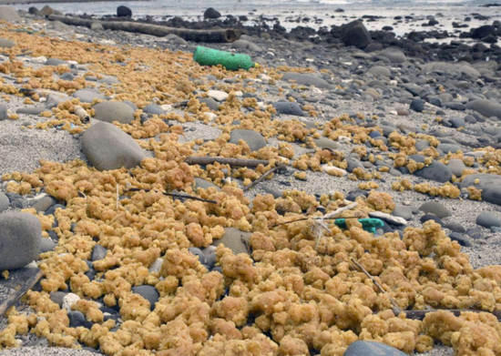 种子岛附近海域漂来大量粘土状物体（《南日本新闻社》视频报道截图）