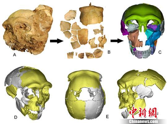 华龙洞出土的人类头骨化石：A，头骨化石出土状况；B，去除地层堆积物后的头骨化石碎片；C-F，3D虚拟复原的头骨化石，分别为前面观、右前面观、顶面观和左侧面观。吴秀杰/供图