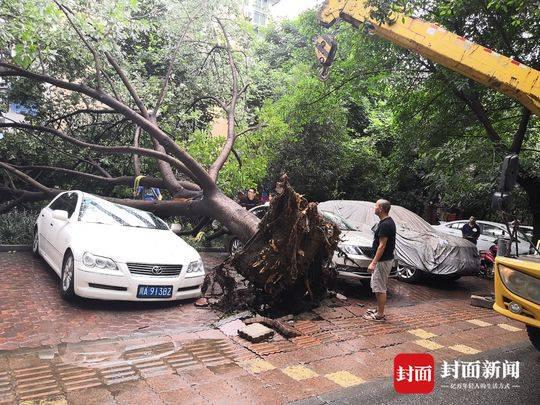 小区大树倒下砸到两辆车 保安：这些车属乱停乱放