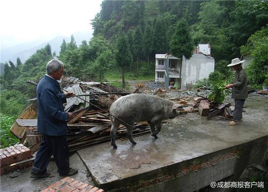 2008年6月22日下午，万兴明、刘大会将被埋36天的猪赶下山。（成都商报资料图）