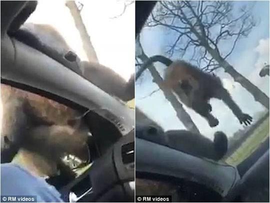 女游客驾车游动物园没关窗 被猴子朝着驾驶座撒尿