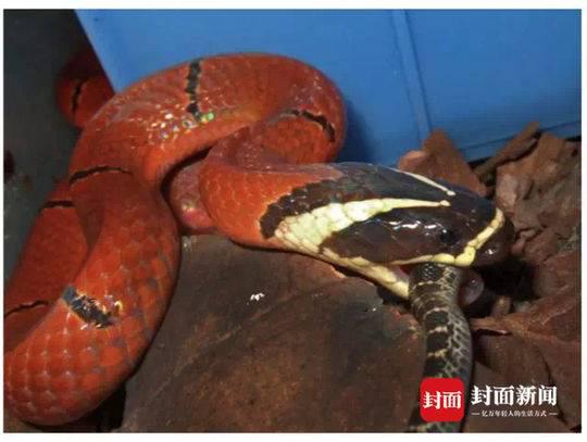 海南华珊瑚蛇正在吞食赤链蛇幼蛇  杨航、李巍摄  摘自Peng et al。， 2018