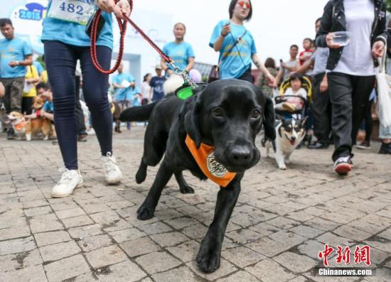 大妈骑车被狗追摔断手臂狗主人该赔吗？法院：该