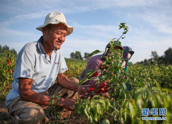 辽宁省阜新蒙古族自治县大板镇大板村村民在采摘辣椒(9月26日摄)。新华社记者 龙雷 摄