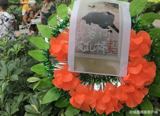 小区流浪狗被打死 爱狗业主挂横幅花圈“讨公道”