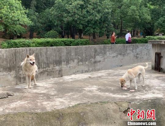 图为狼正在守护狗吃鸡肉 武一力 摄